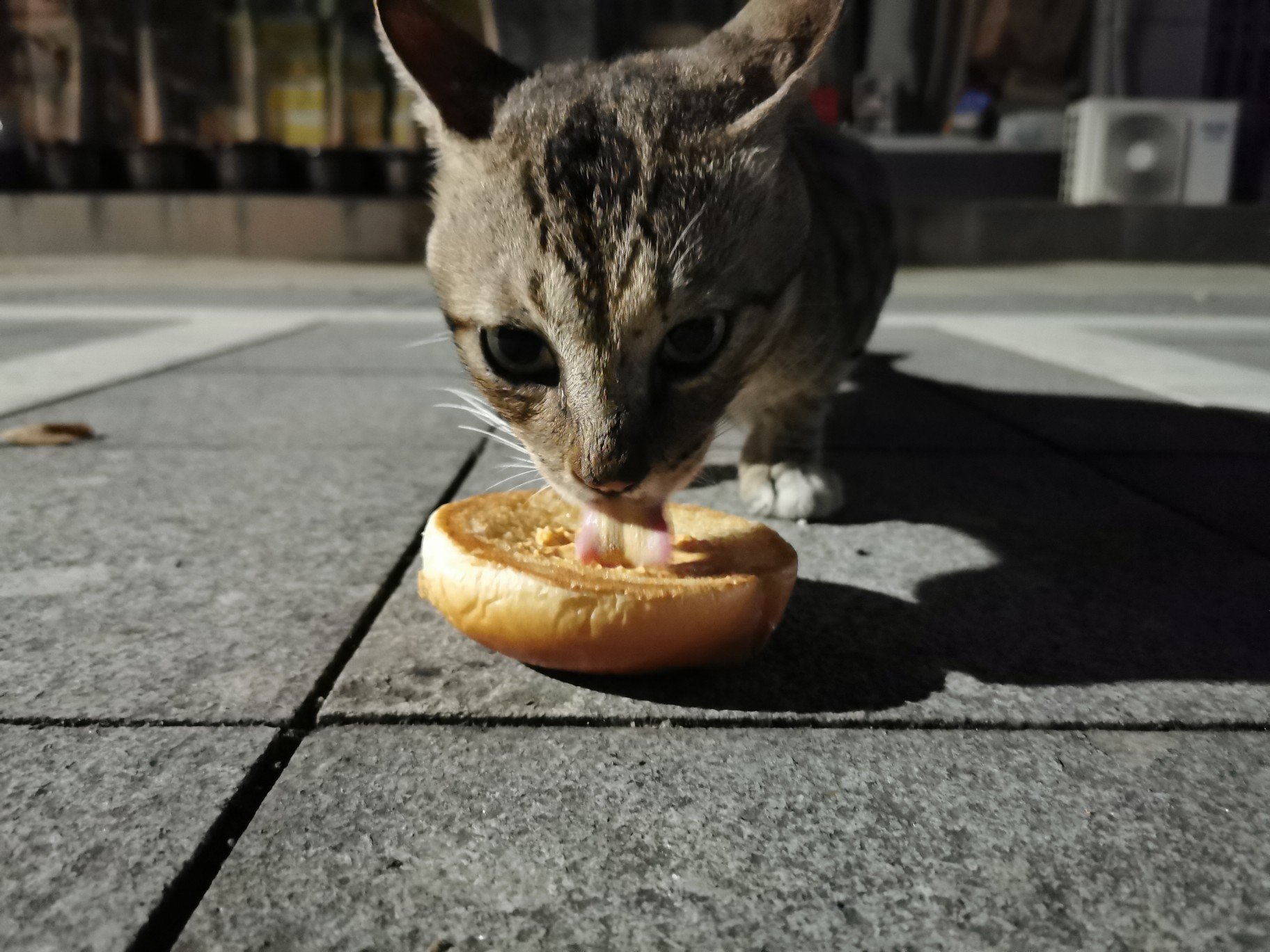 遇到个喜欢吃k🐔🐮堡的猫猫1