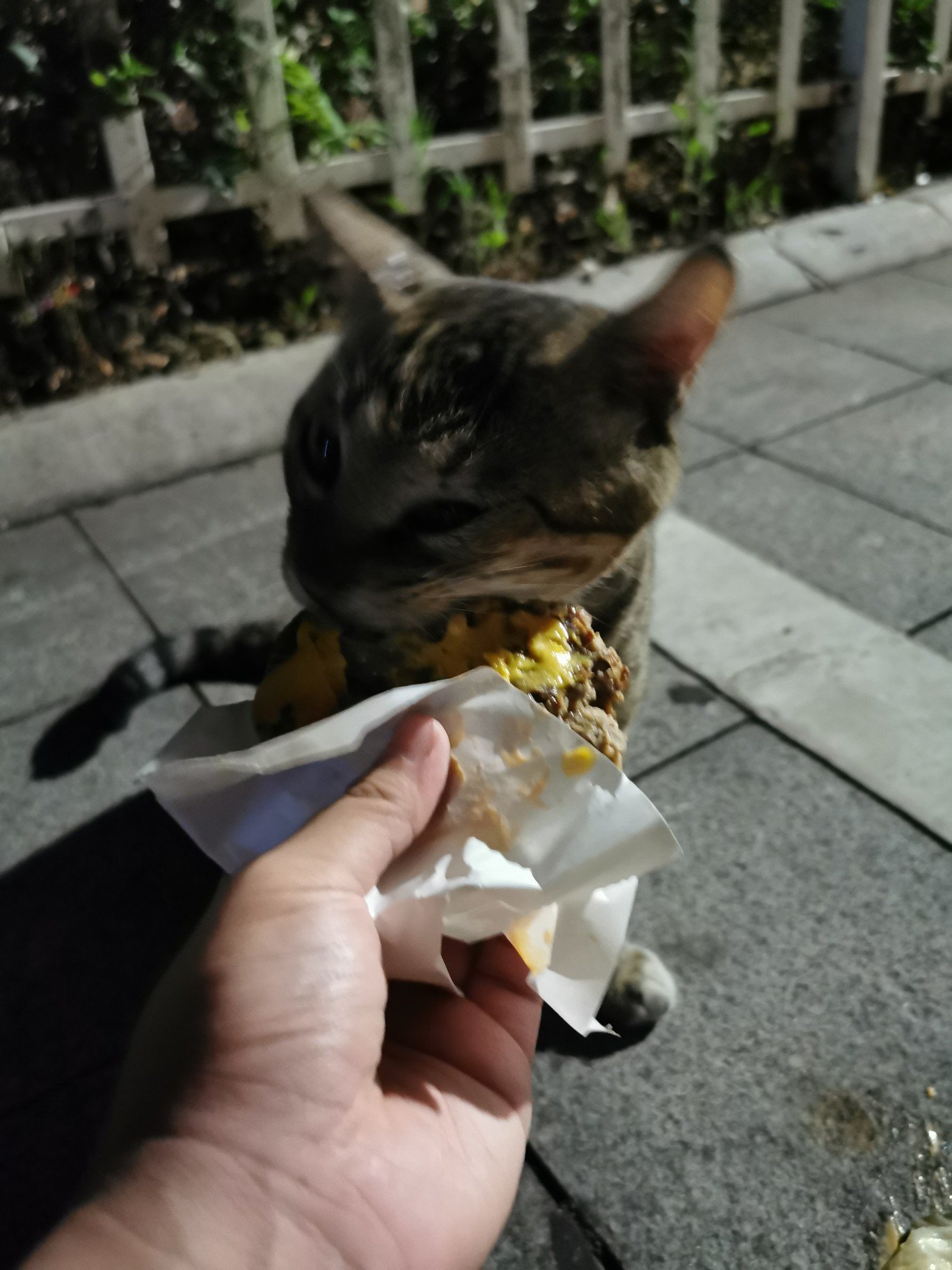遇到个喜欢吃k🐔🐮堡的猫猫6