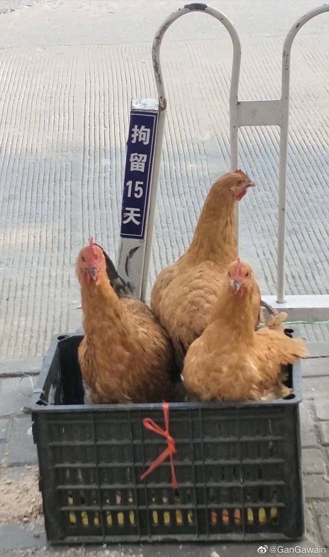 我先放个鸡笼在这里