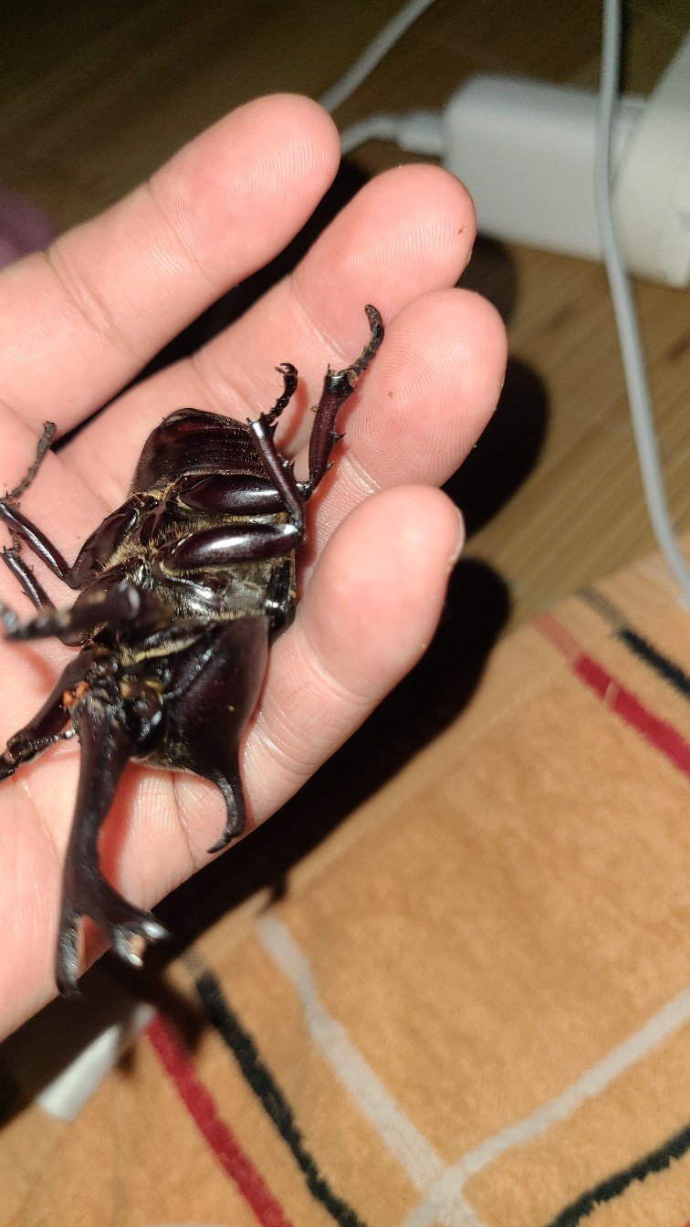 独角仙可能要死了养了两个多月