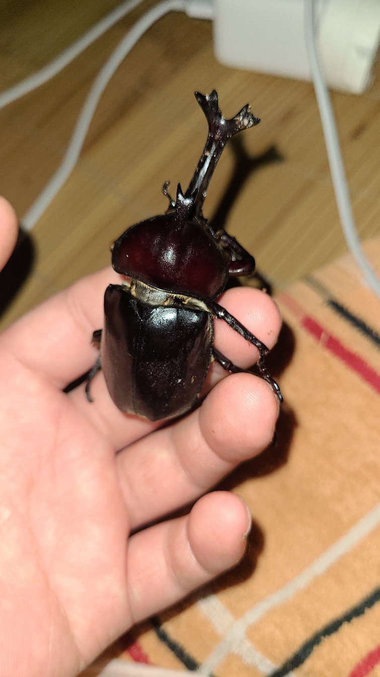 独角仙可能要死了养了两个多月