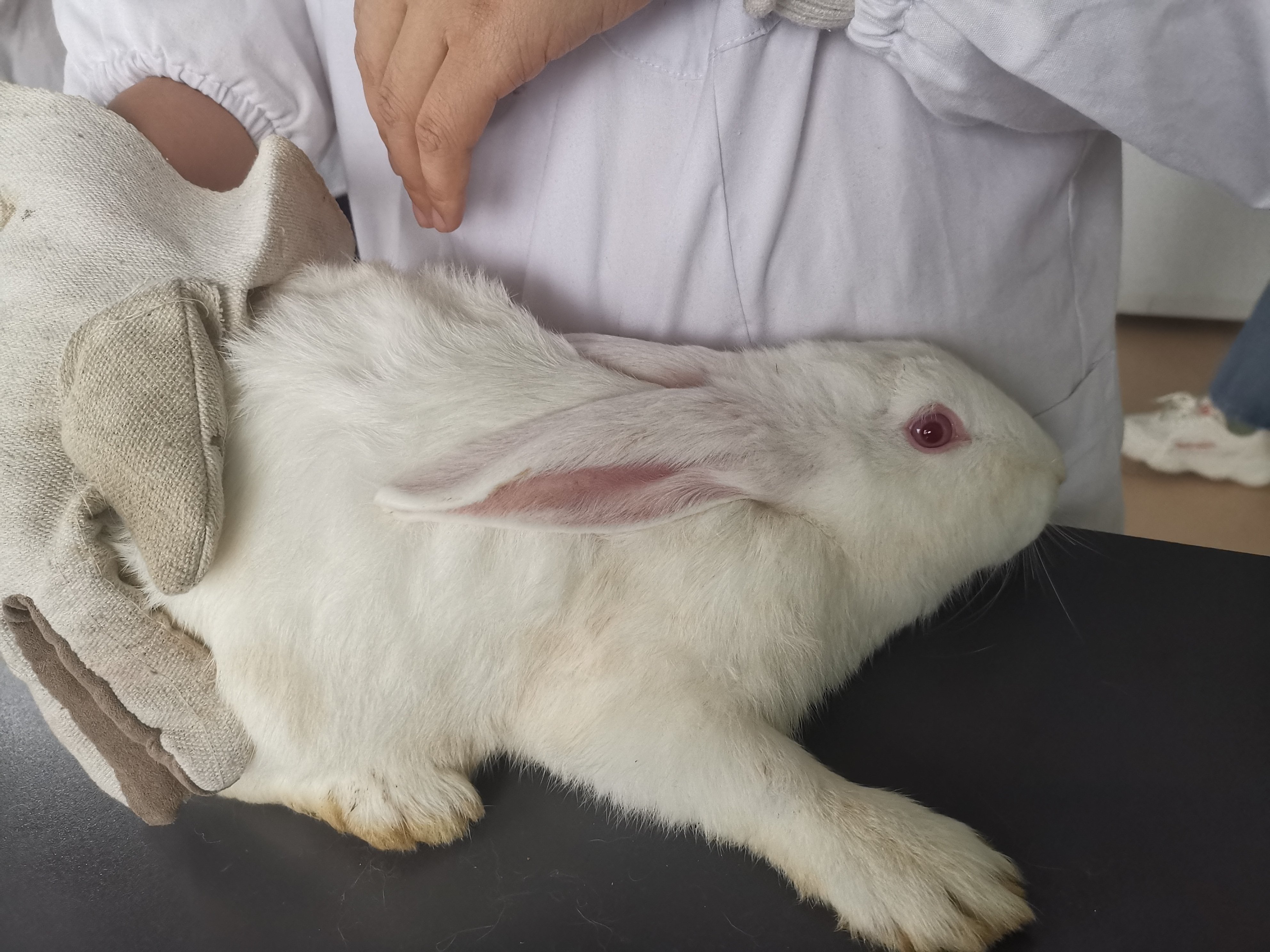 兔子急了会咬人