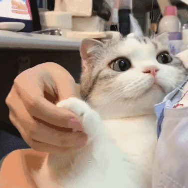 臭猫猫最近有些折寿啊8