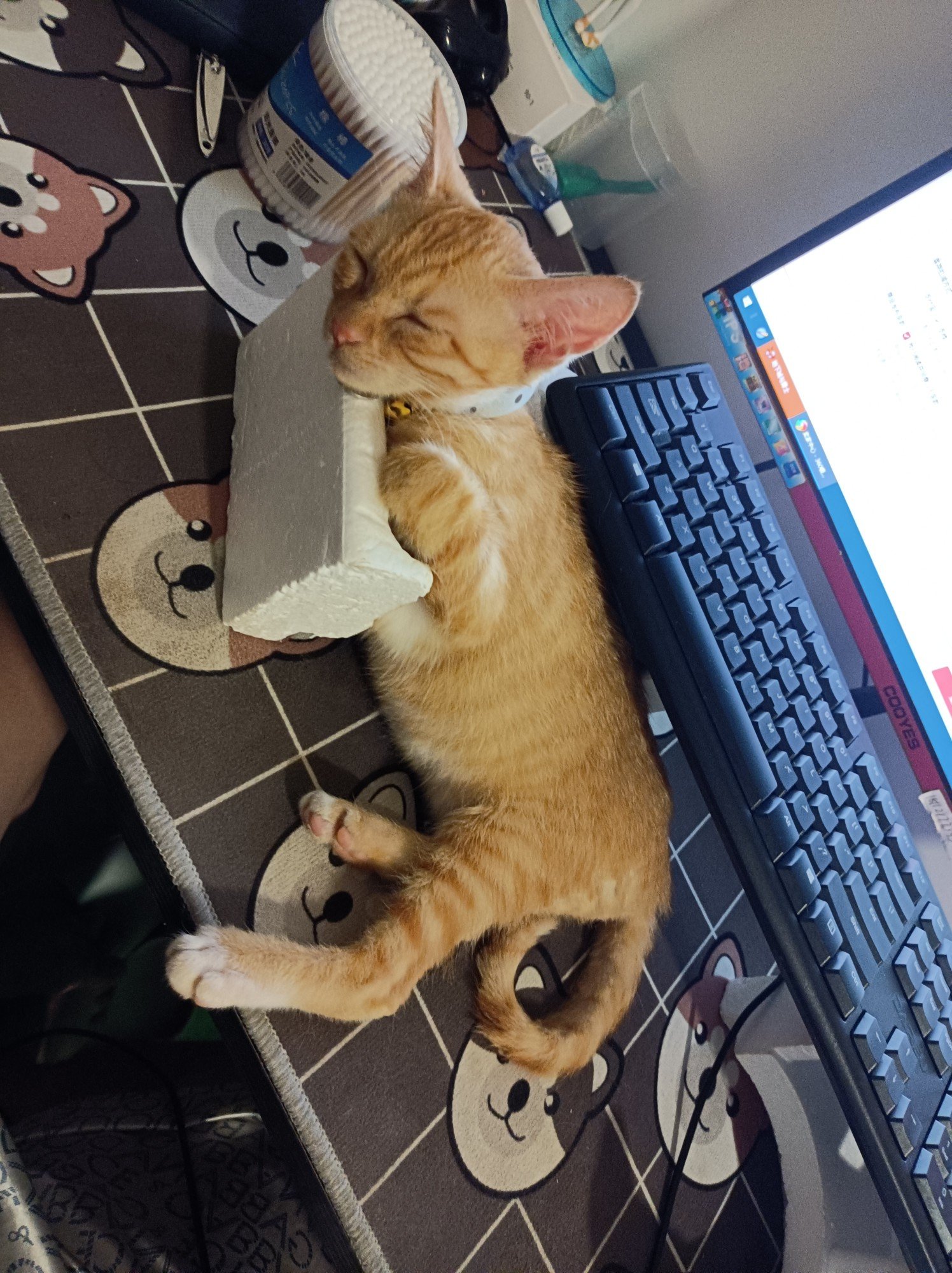 今天放出去溜了一圈应该不会和我抢建键盘了1