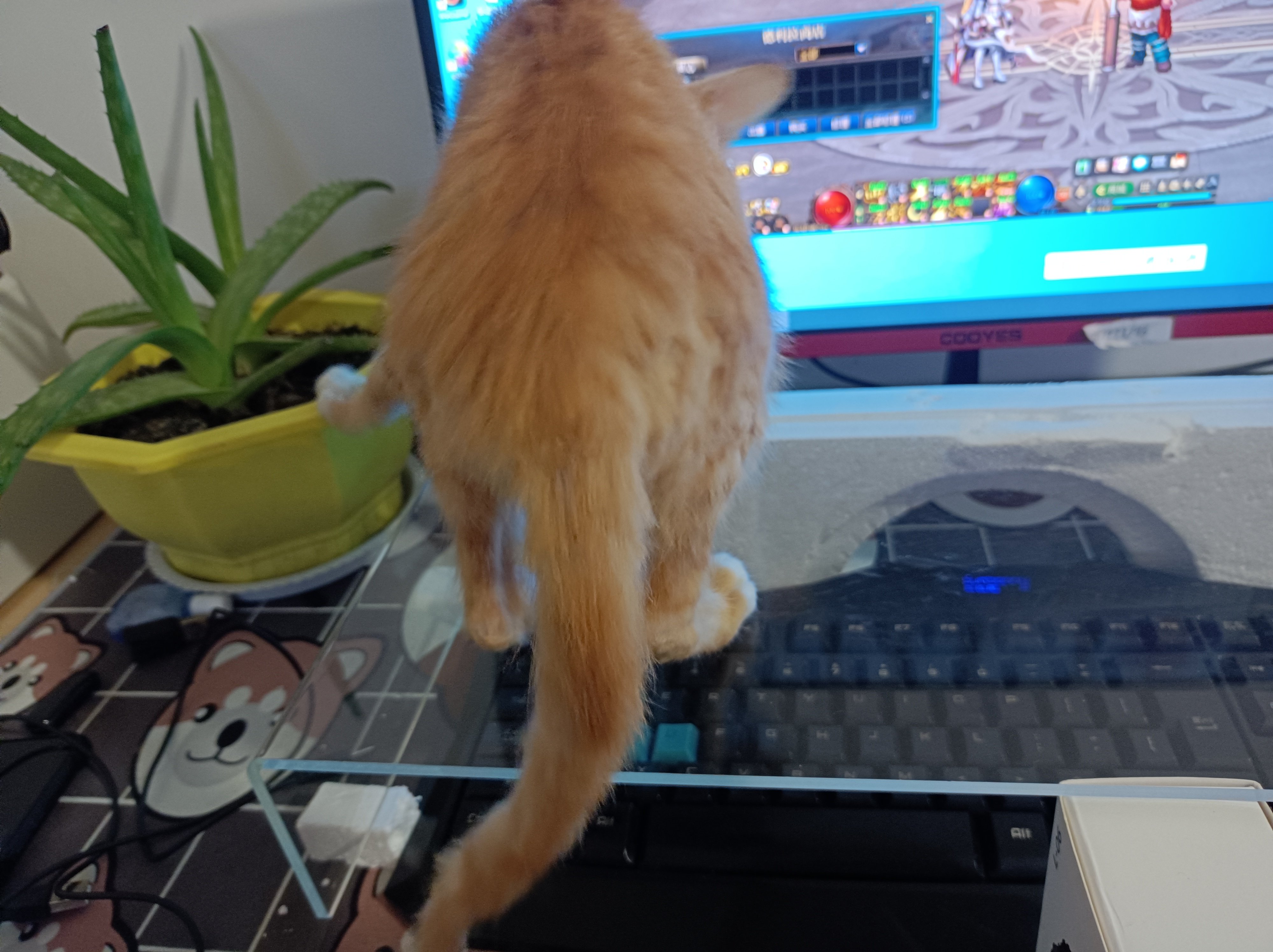 现在应该可以了这钱花的值2