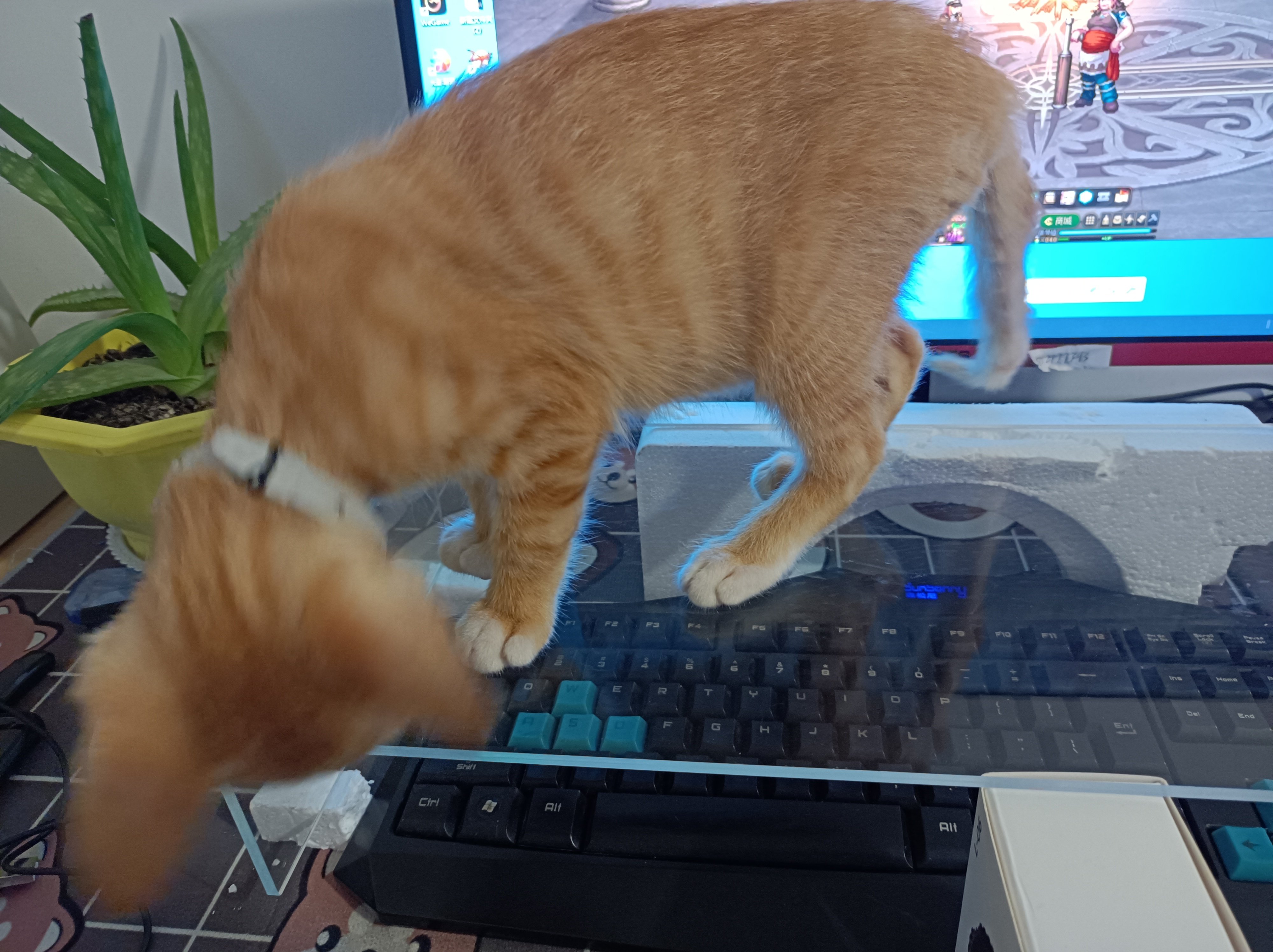 现在应该可以了这钱花的值3