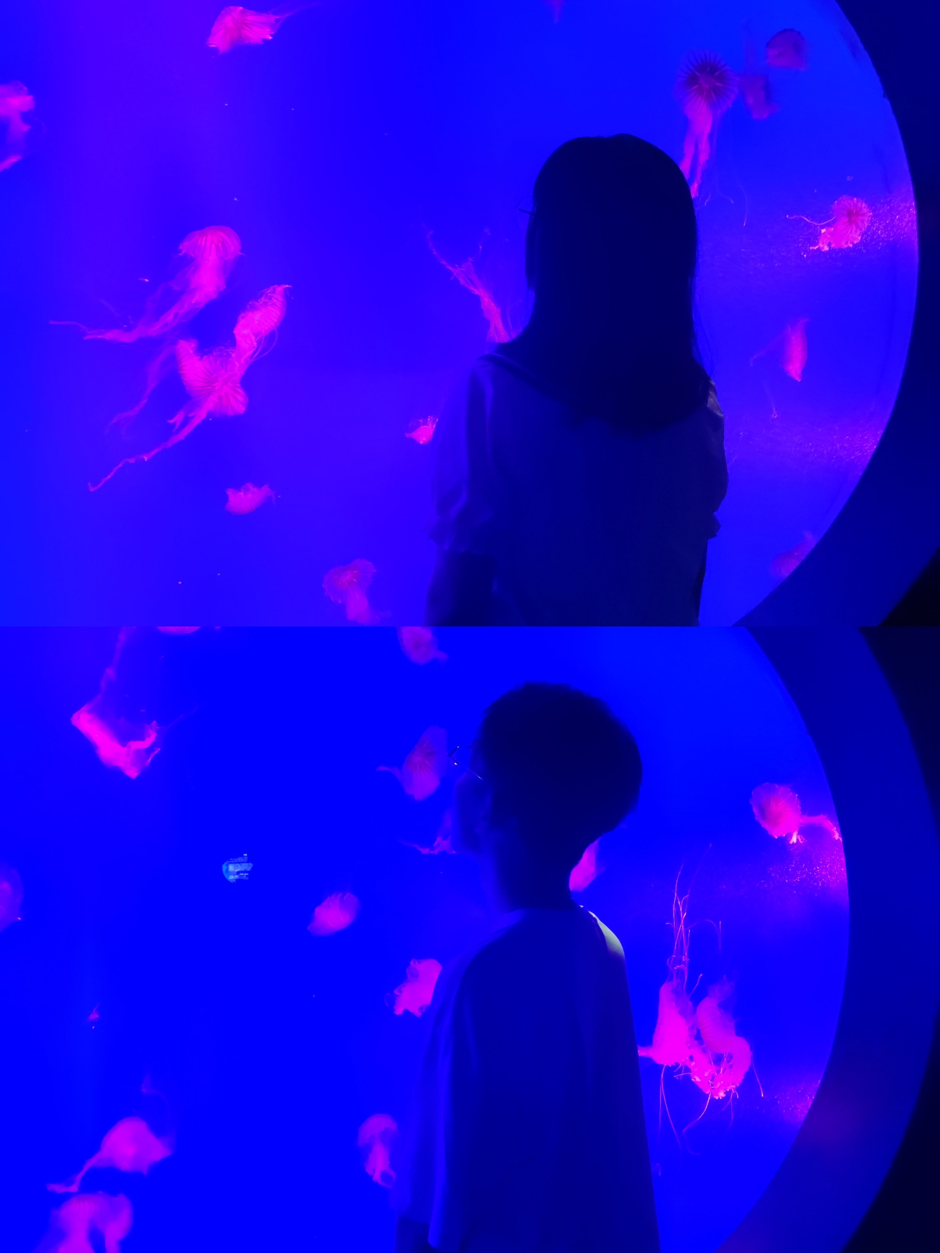 水母大法好呀1