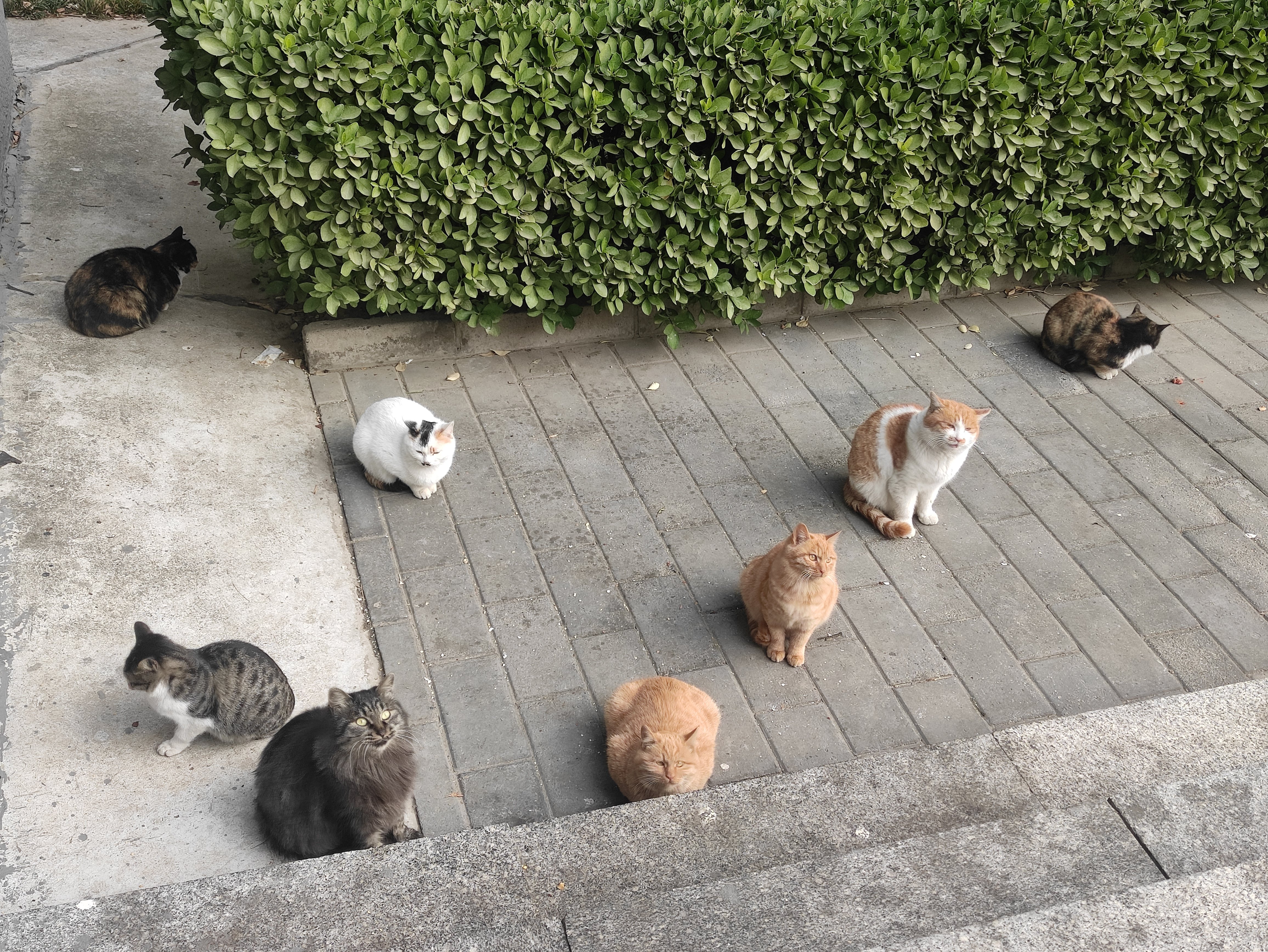 进来看猫猫非法聚众，强烈谴责1
