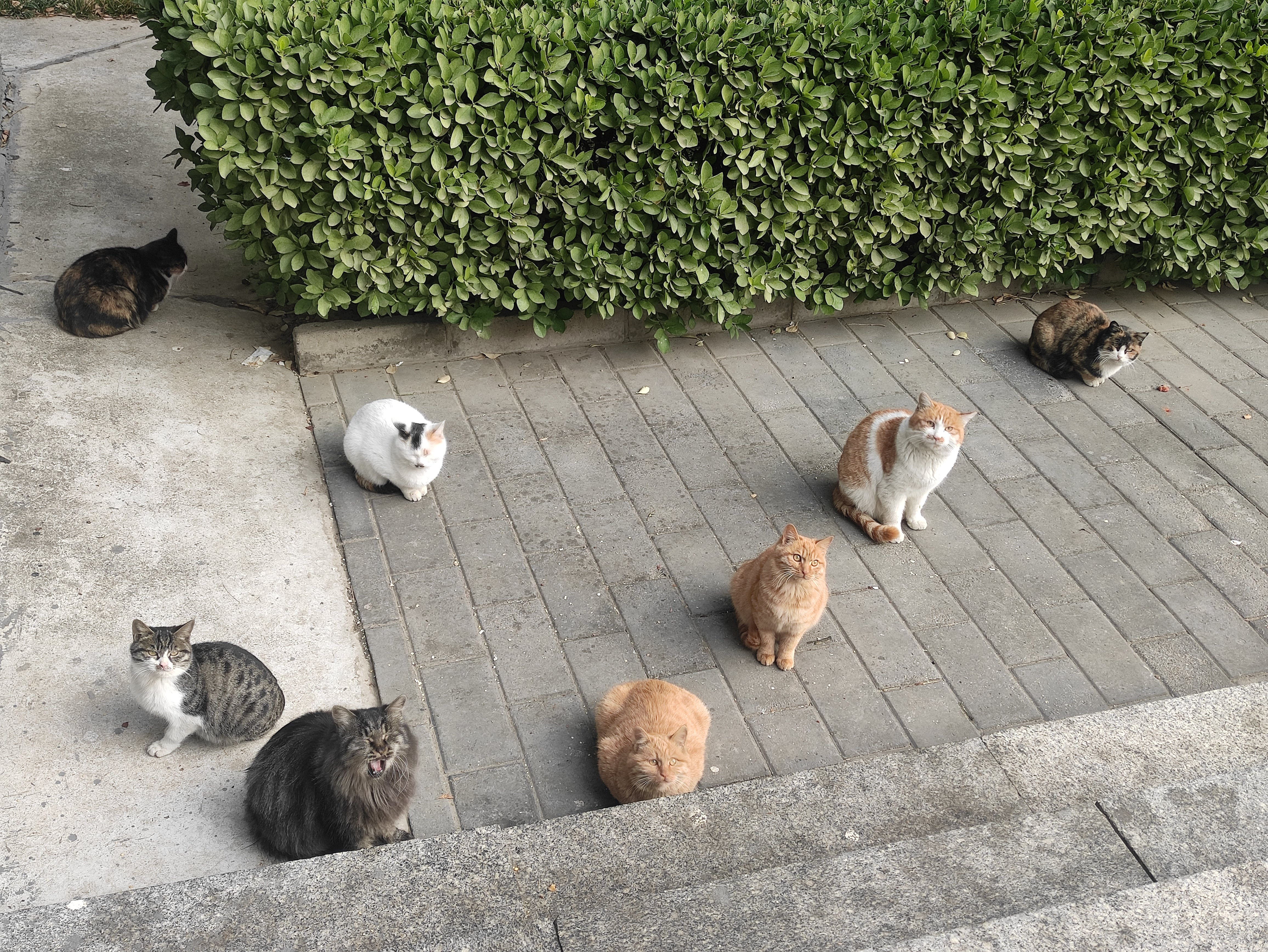 进来看猫猫非法聚众，强烈谴责2