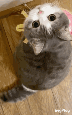 有没有贴了灵通肩的战法？2