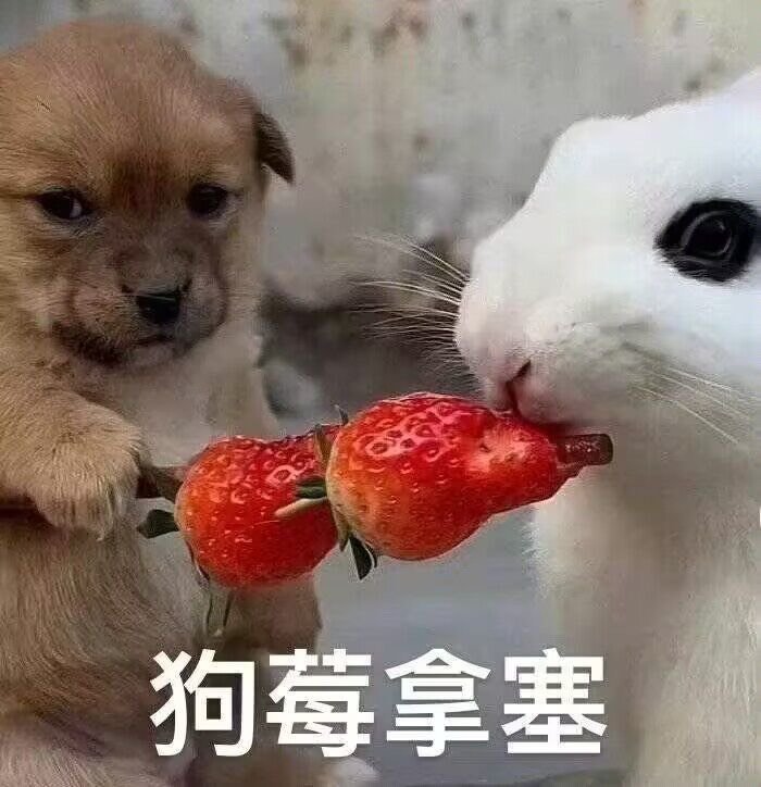 什么时候出春节套1
