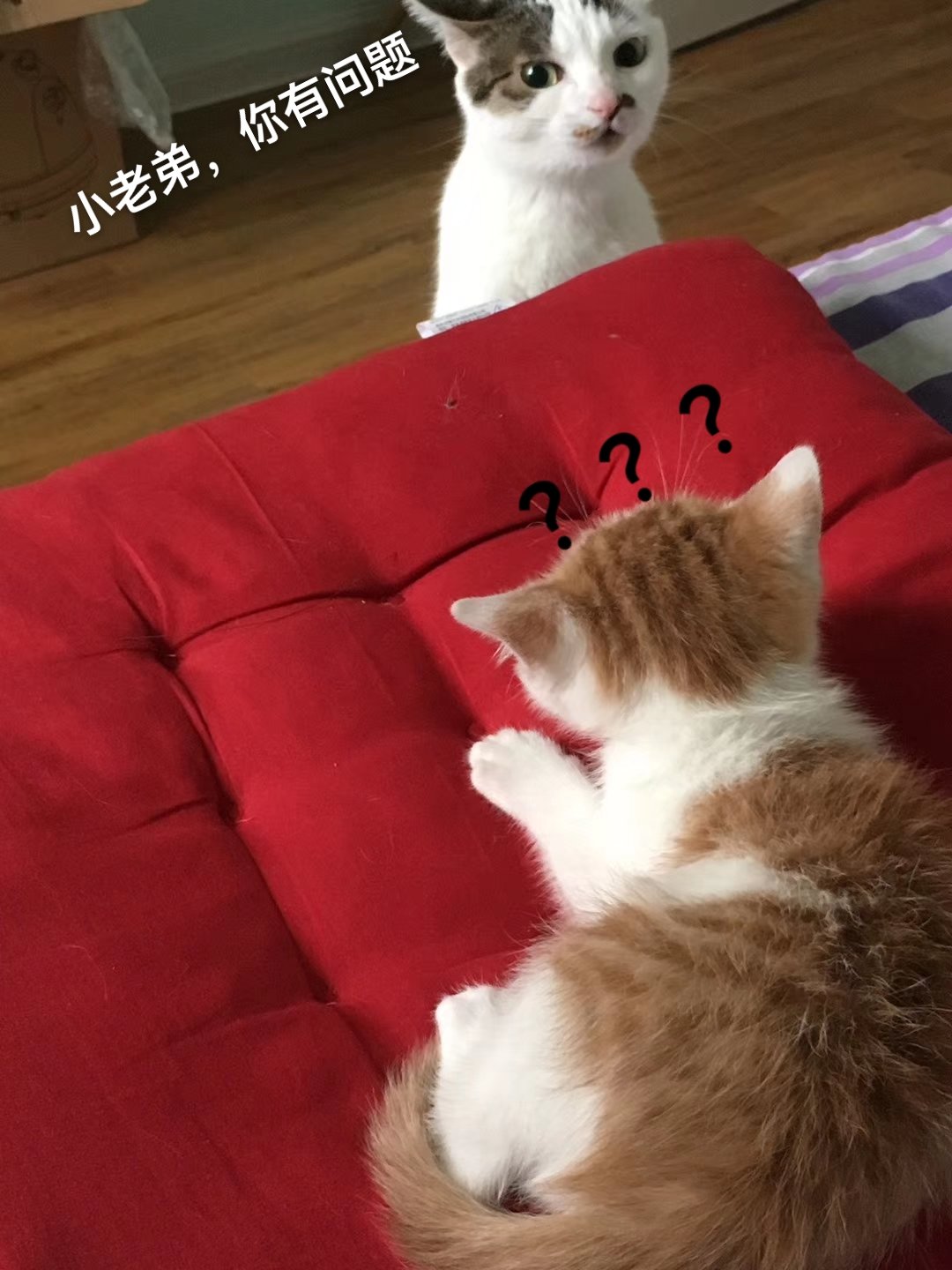 家猫1