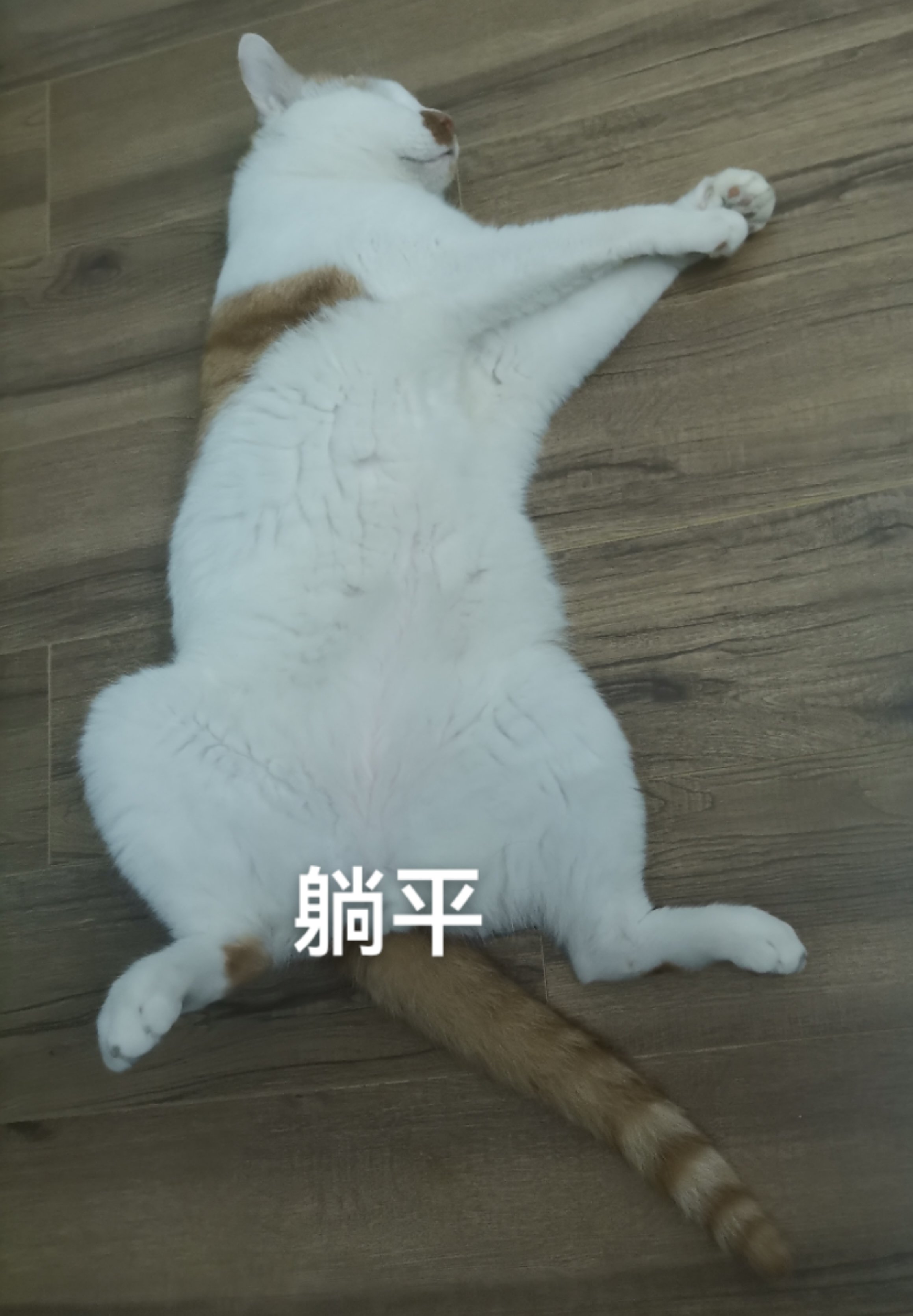 家猫3