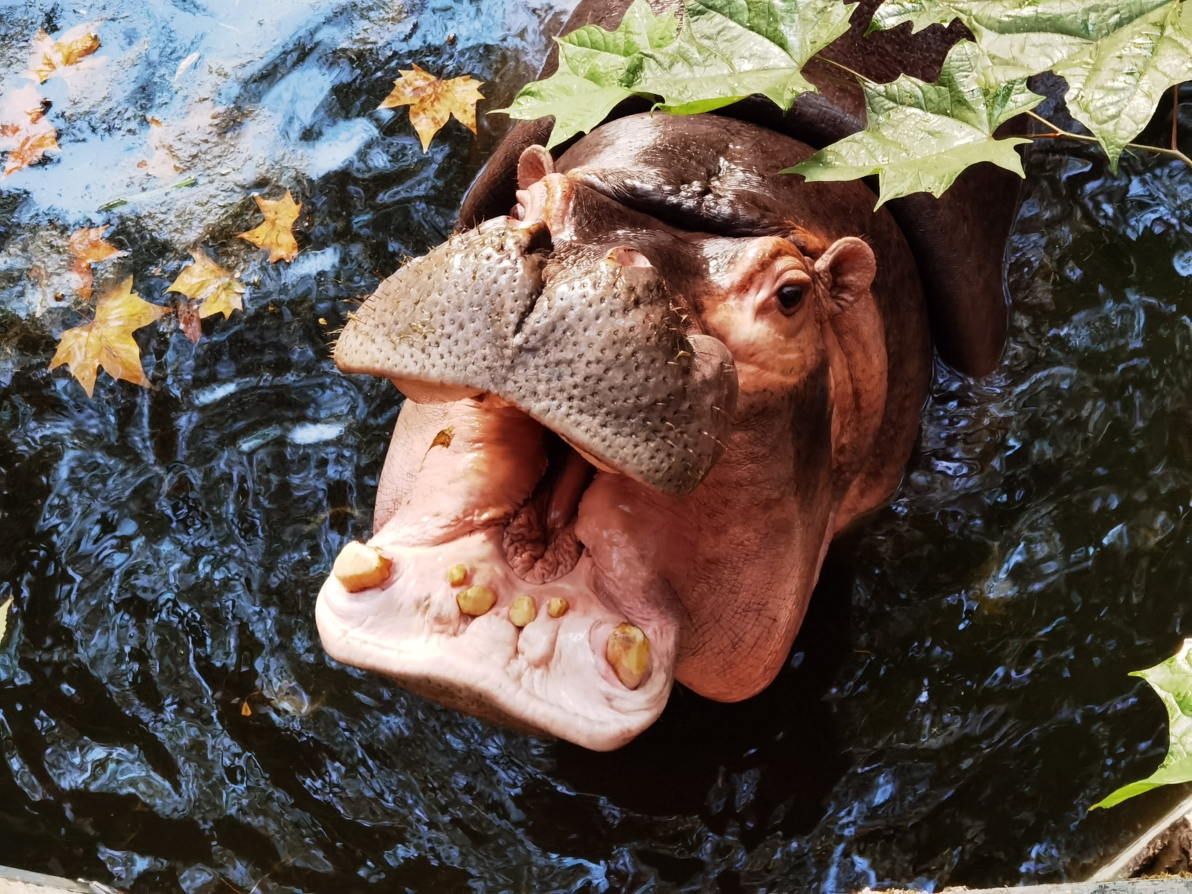 今天才发现，是bug么？？1