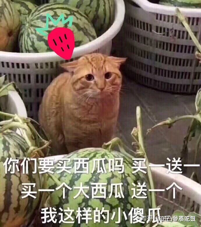 有没有鹦鹉112春节版本的配装作业抄一抄啊？1