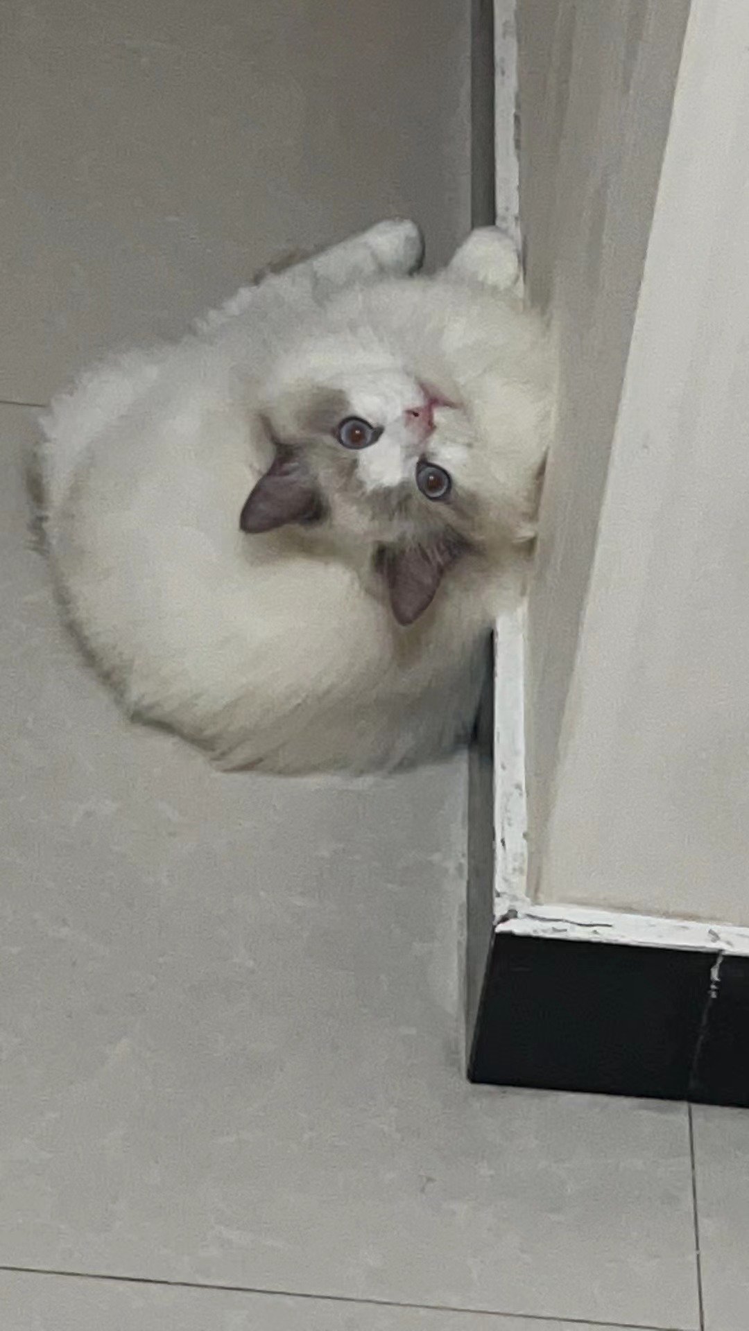 还在为巴卡尔打团找不到队长而烦恼吗？1