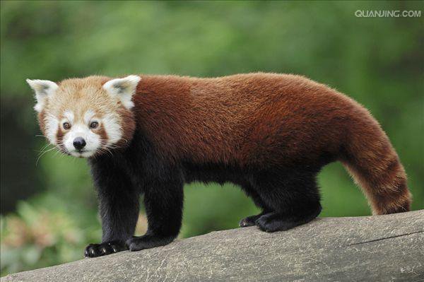 似乎不少人分不清浣熊和小熊猫呢，简单说下它们的区别吧2