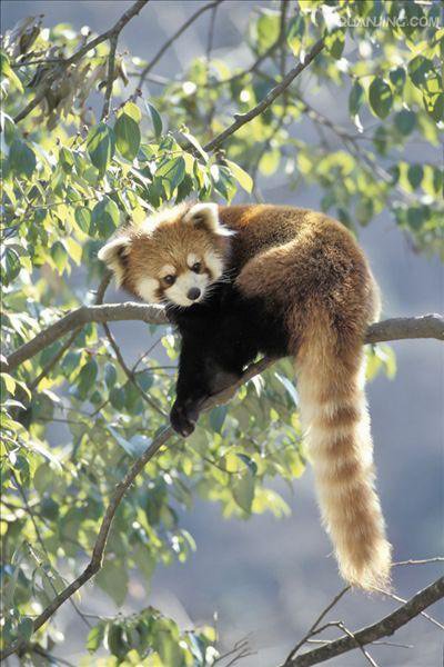 似乎不少人分不清浣熊和小熊猫呢，简单说下它们的区别吧3