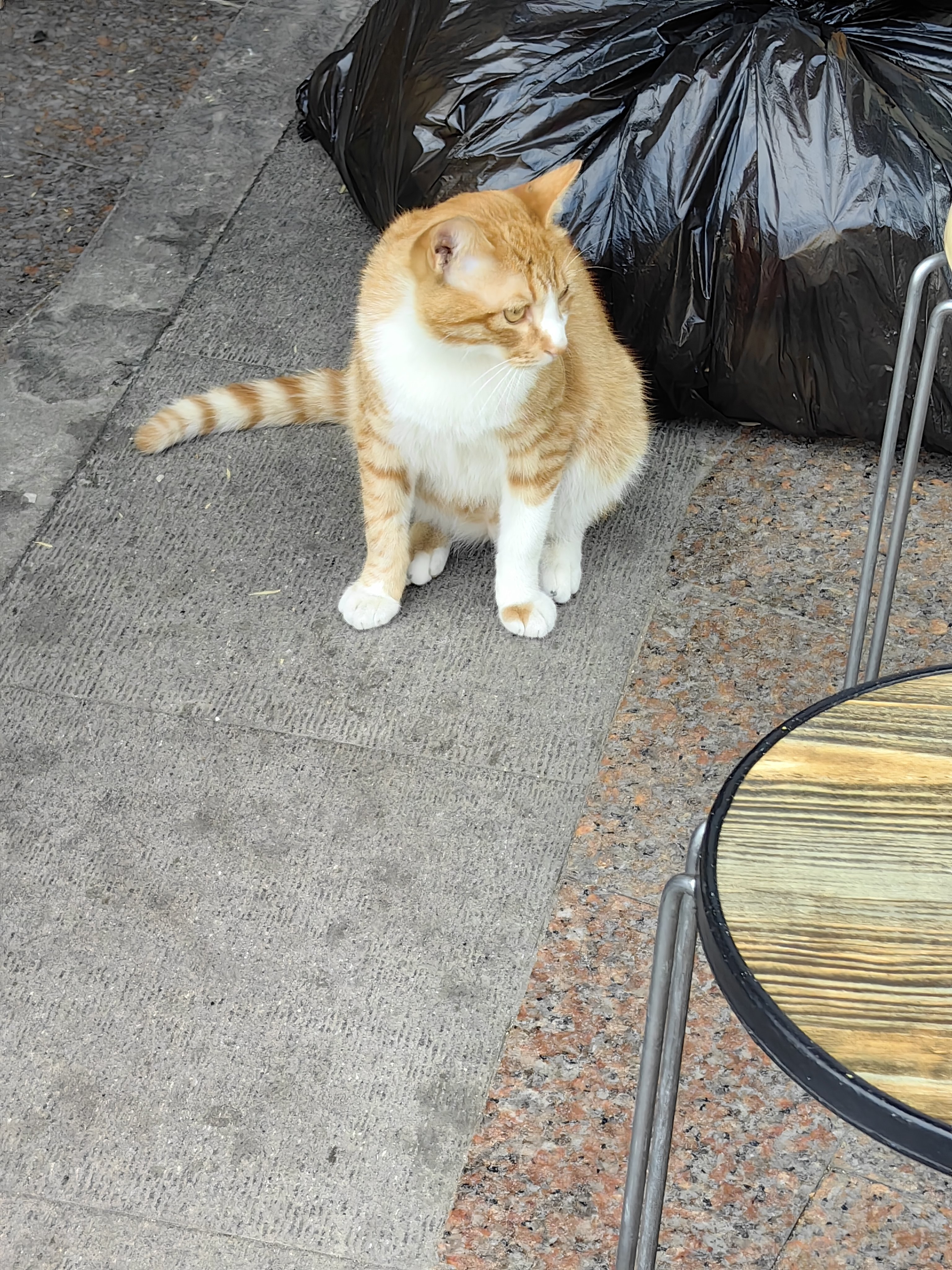 上海大学门口的猫猫1