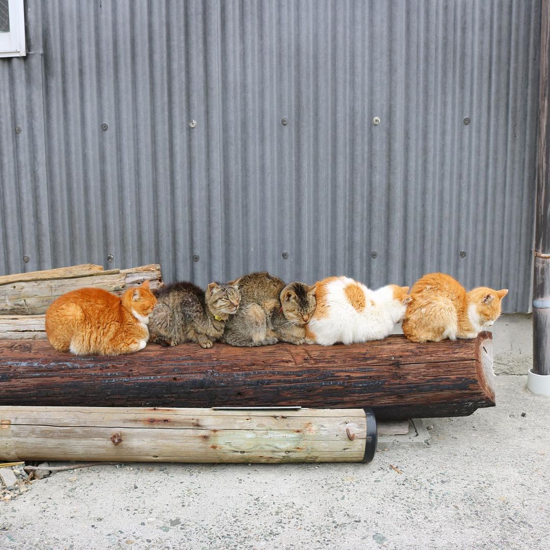 今日猫猫5.141