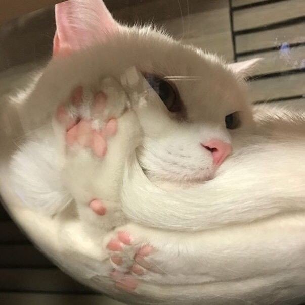 今日猫猫5.151