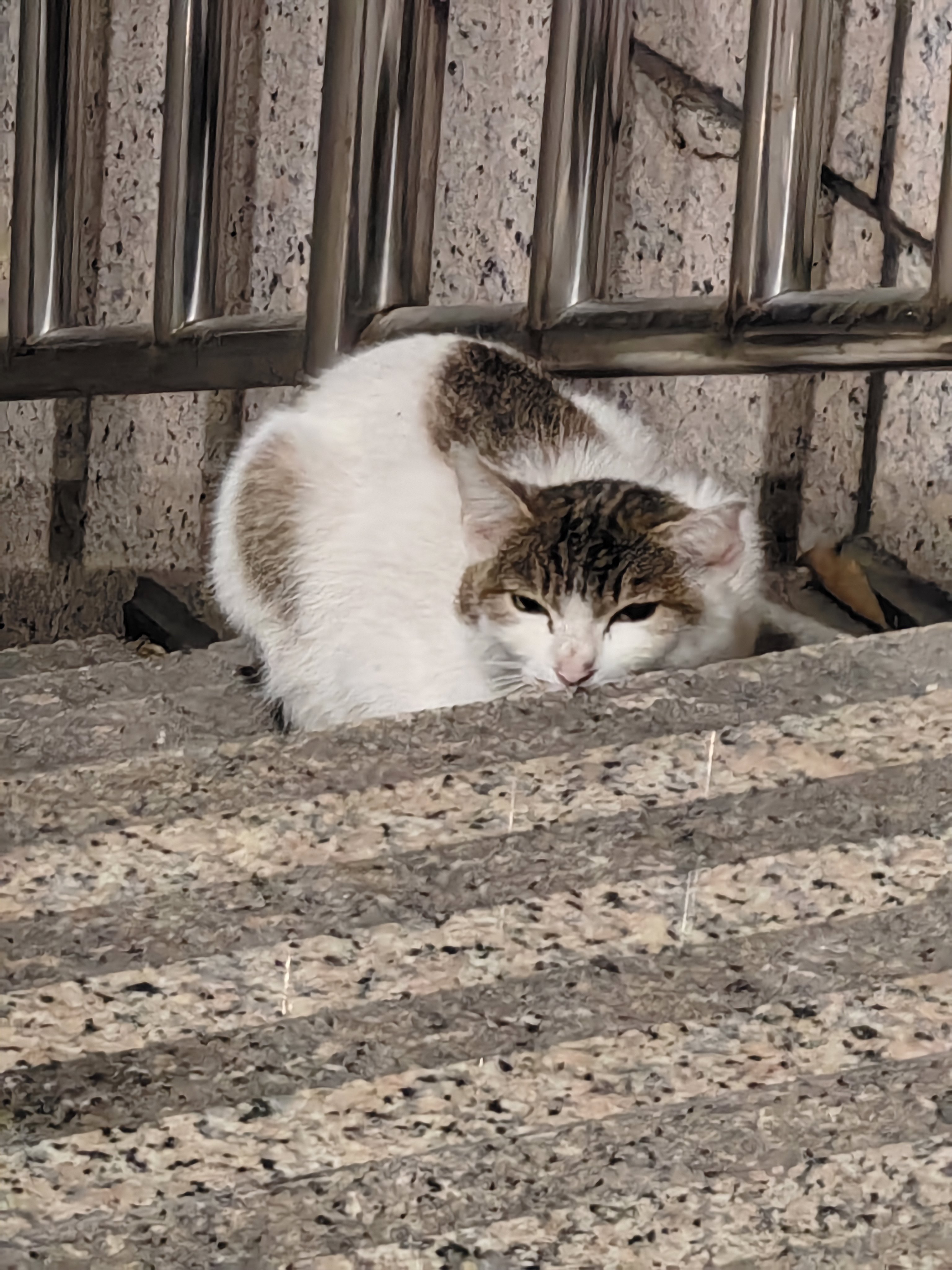 今日猫猫5.221