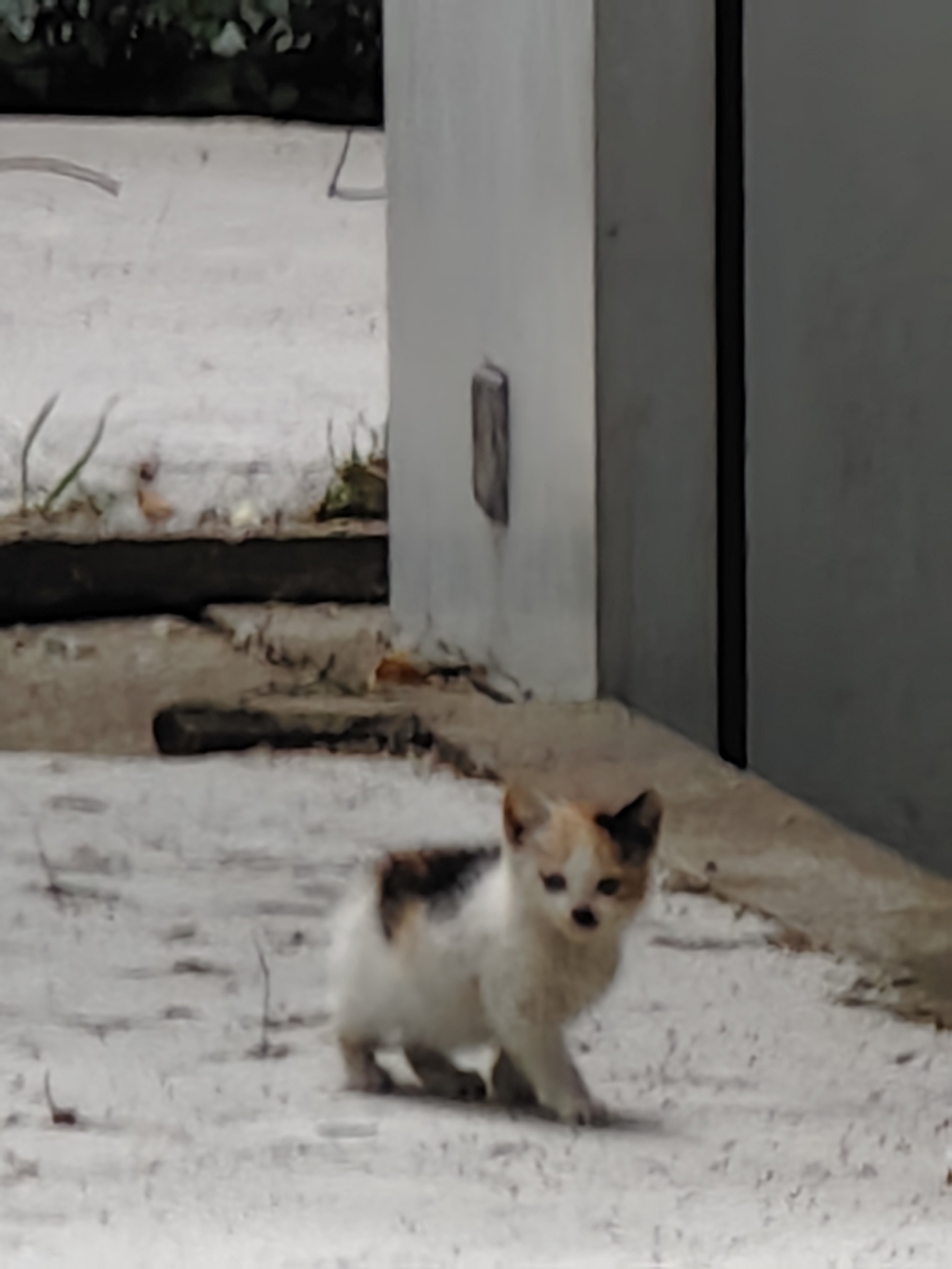 今日猫猫5.231
