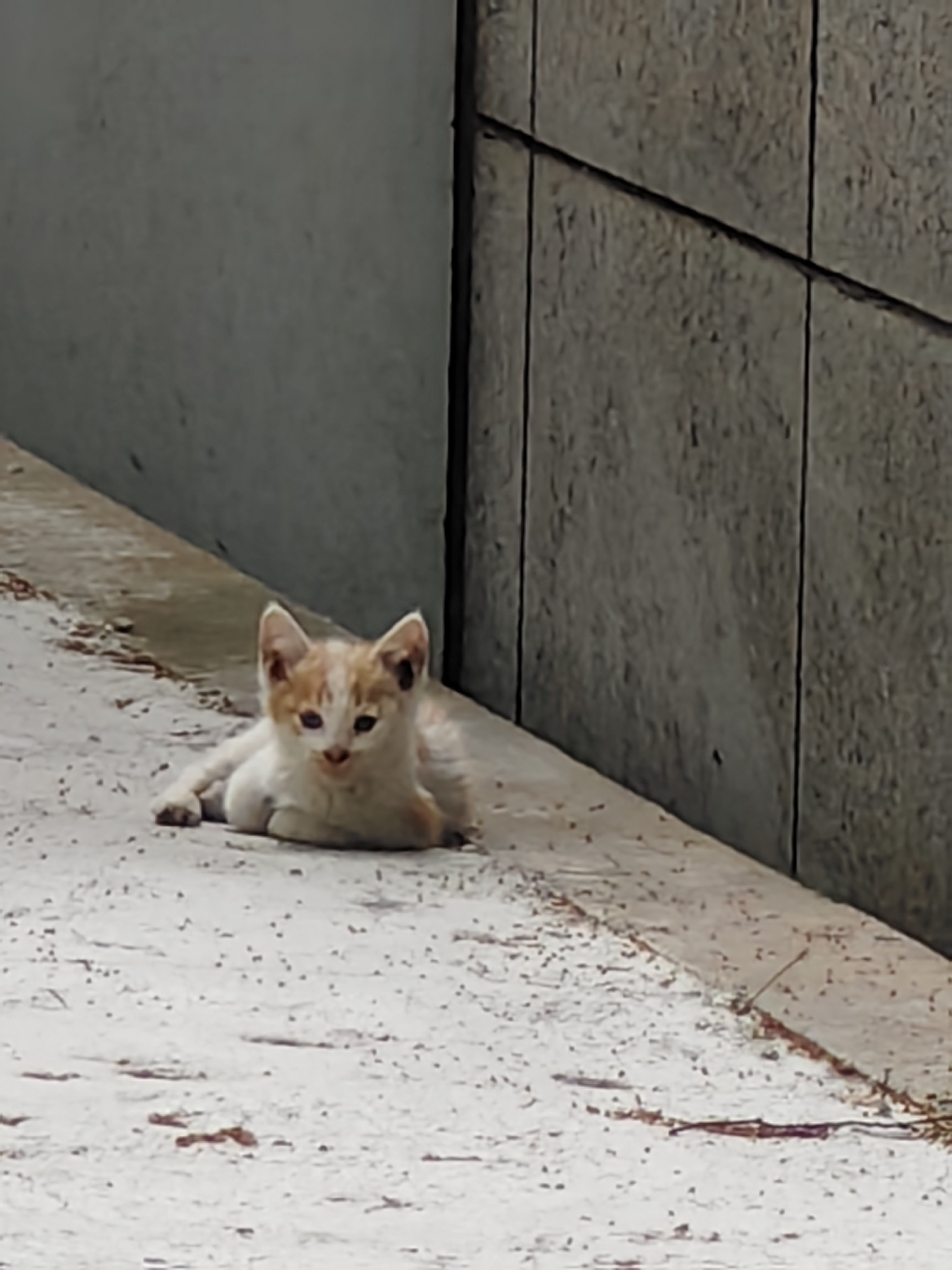 今日猫猫5.232