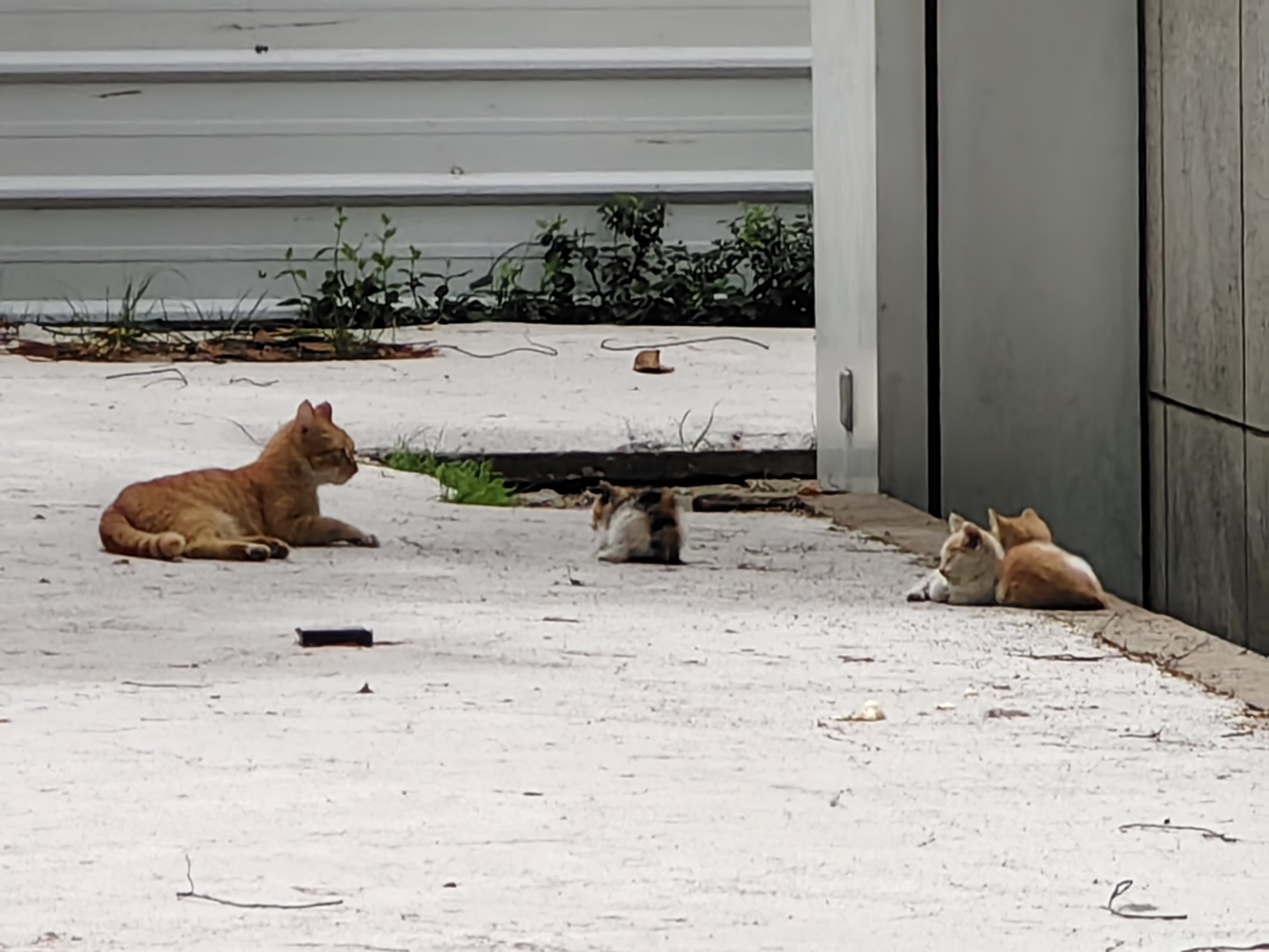 今日猫猫5.233