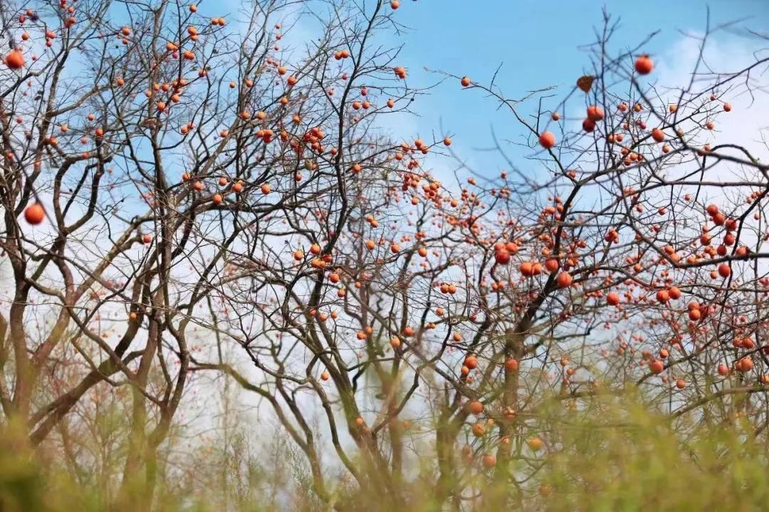 再存几张老家的照片16