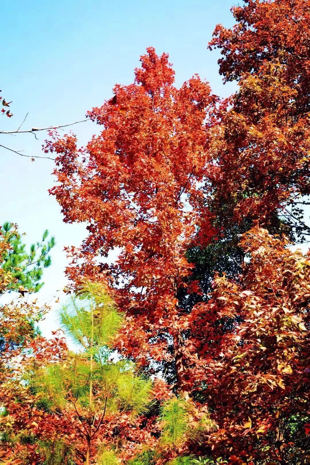 再存几张老家的照片12