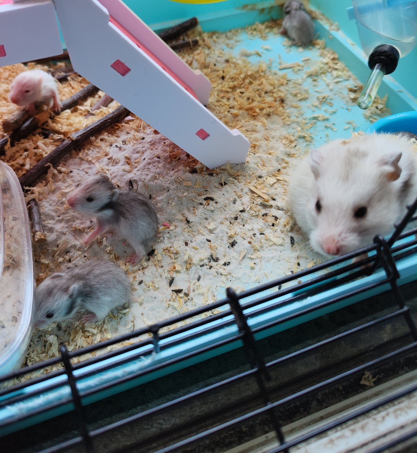 有养仓鼠的吗1