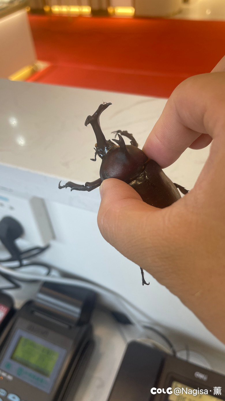 捡到一只超比多兽1
