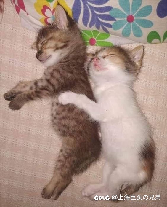 今日猫猫6.151