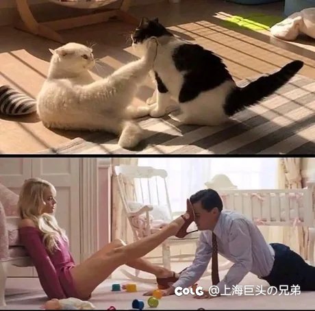 今日猫猫6.181