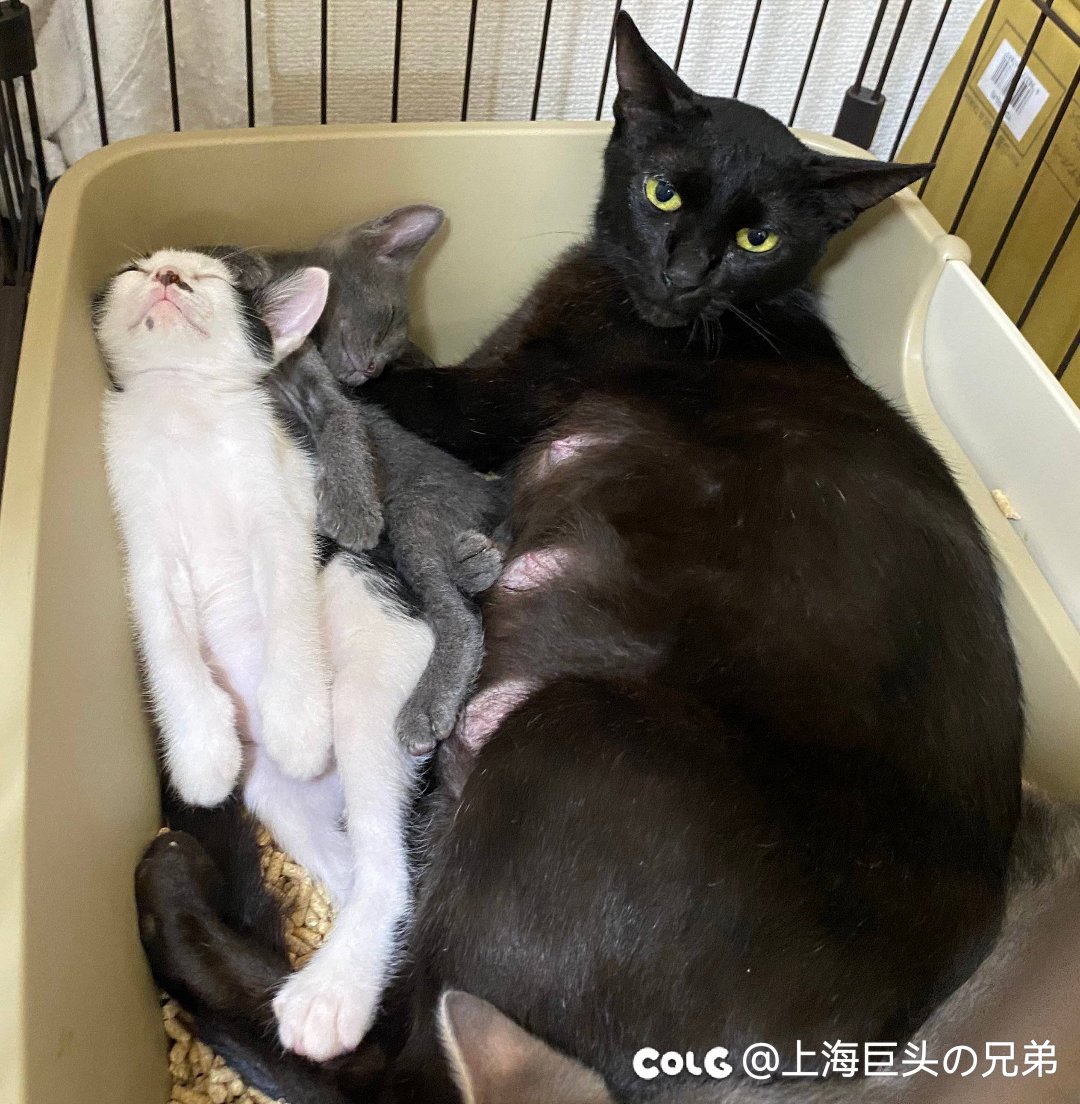 今日猫猫6.201