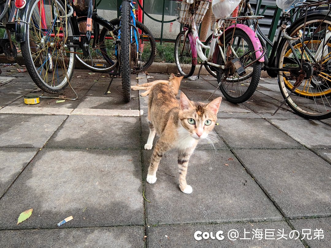 今日猫猫6.211
