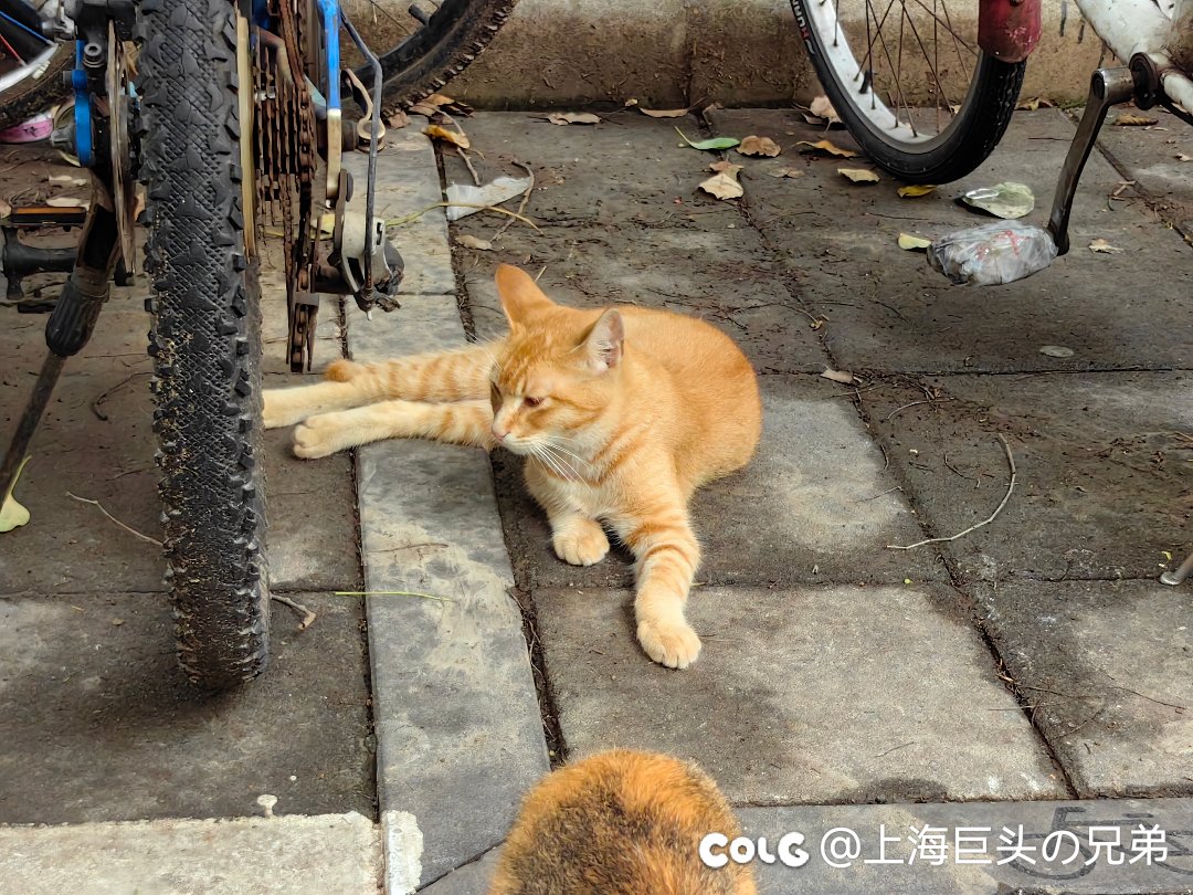 今日猫猫6.212