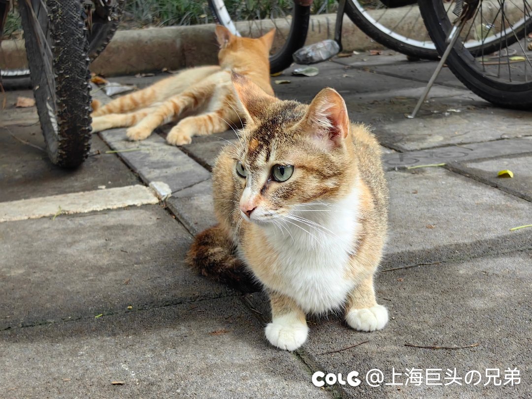 今日猫猫6.213