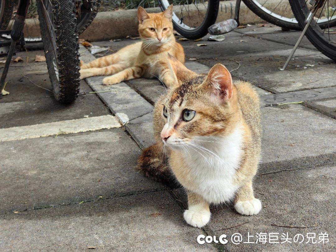 今日猫猫6.214