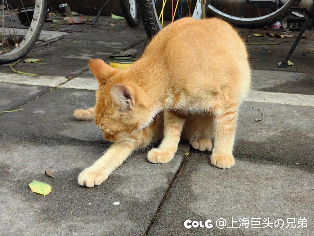 今日猫猫6.215
