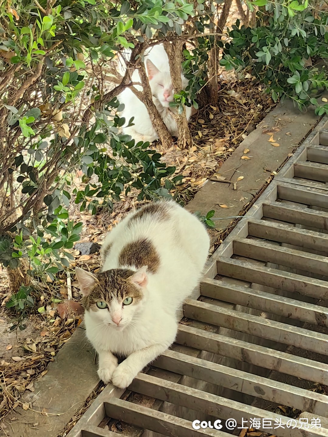今日猫猫6.251