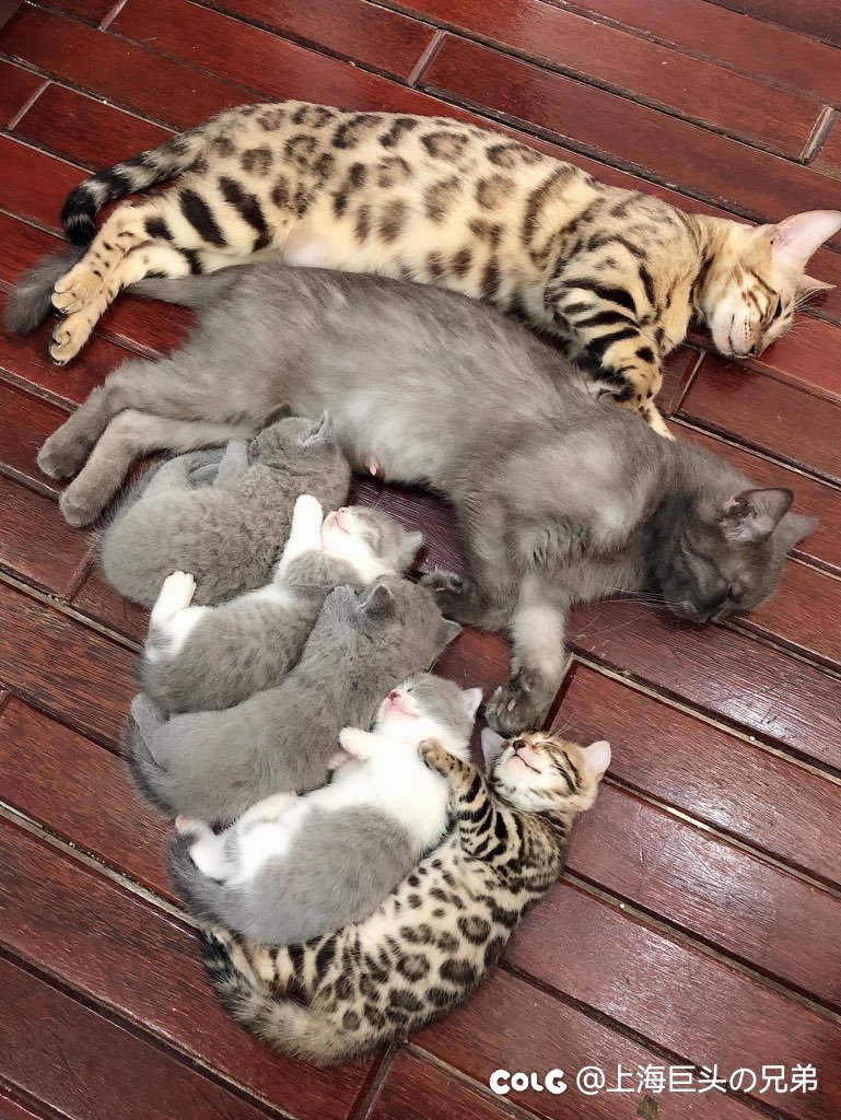 今日猫猫6.271