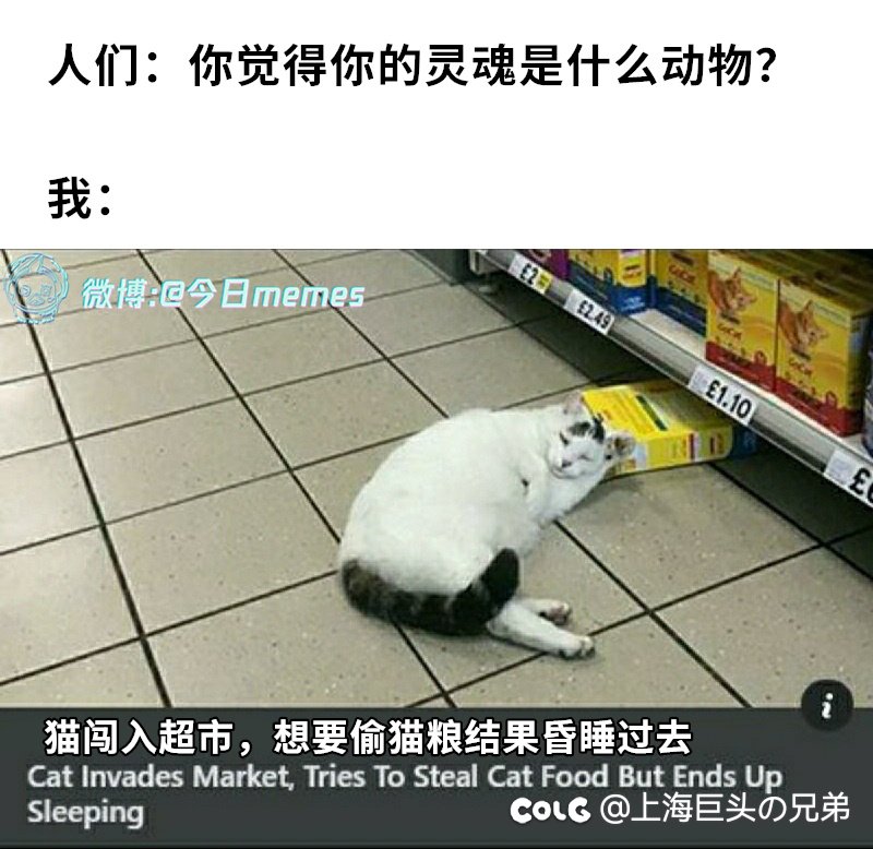 今日猫猫6.281