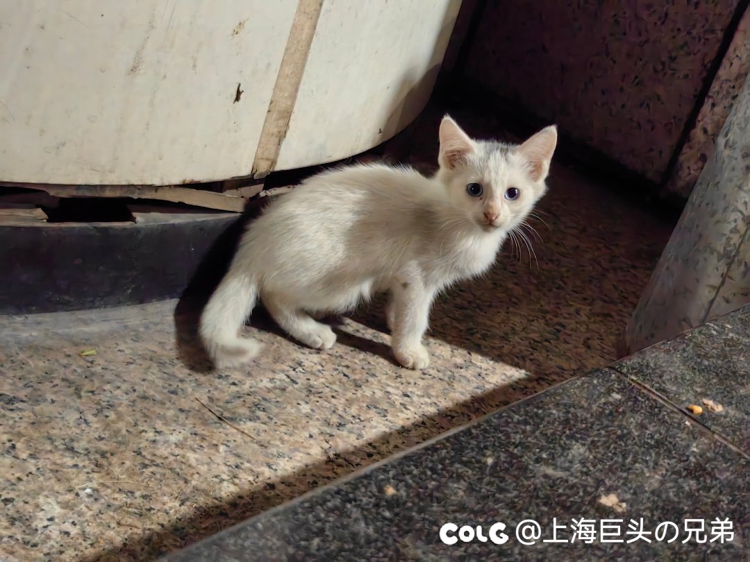 今日猫猫6.291
