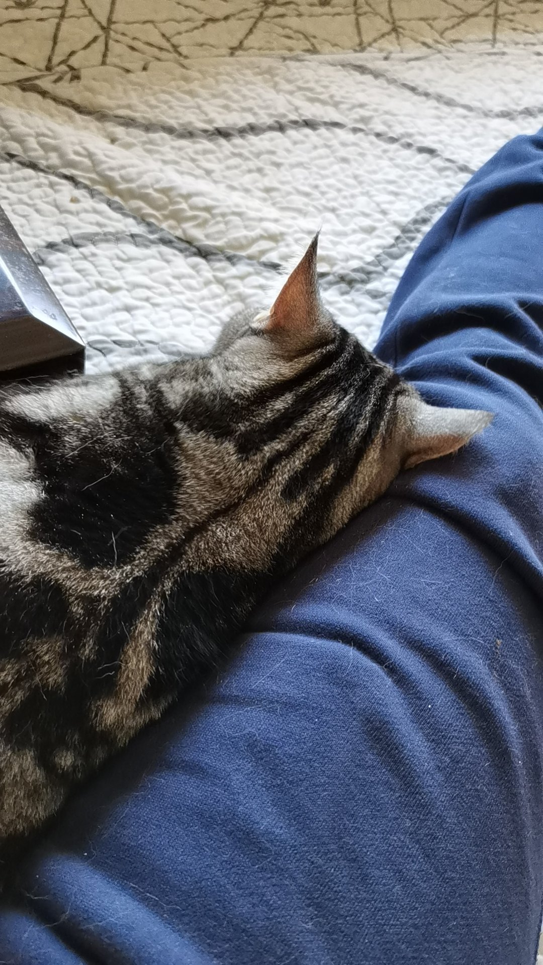 猫猫走了2