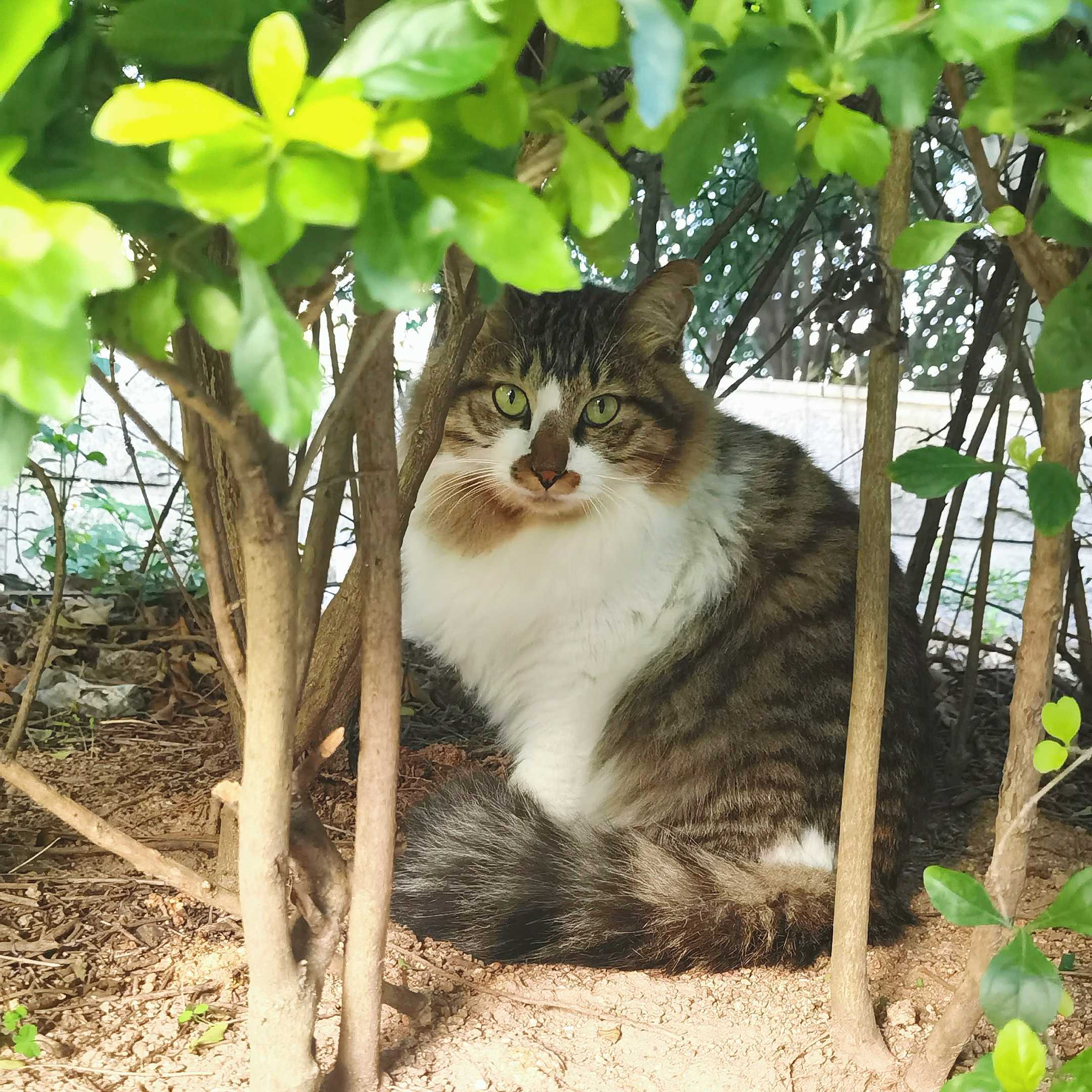 吊面八嘎猫1