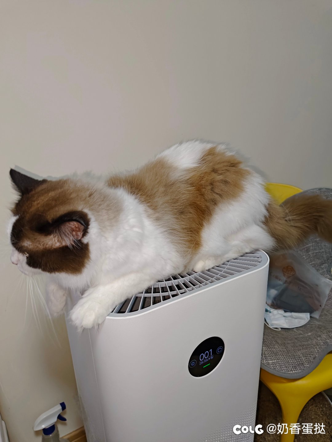 最近太热了，猫猫也找地方凉快了1