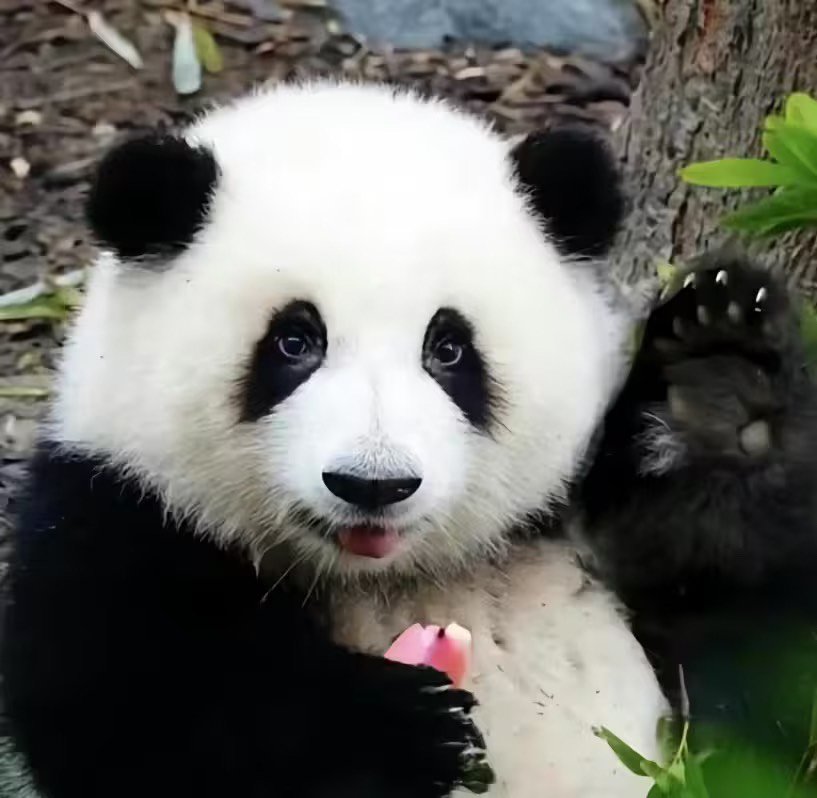 想请教下花花药王肩3级猫拳的问题1