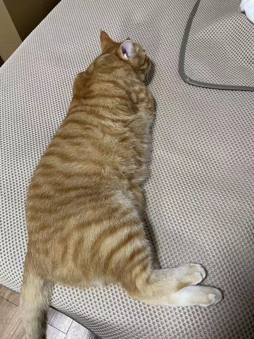 深夜拼模型，明天还得早起去公司挣底薪.jpg10